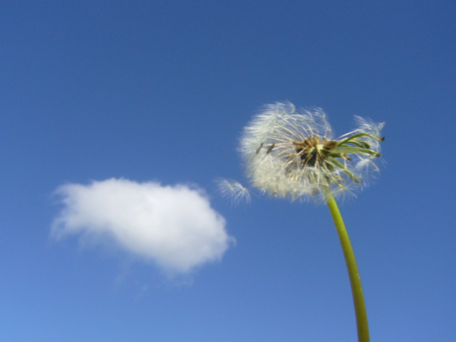 Voikukka ja pilvenhattara