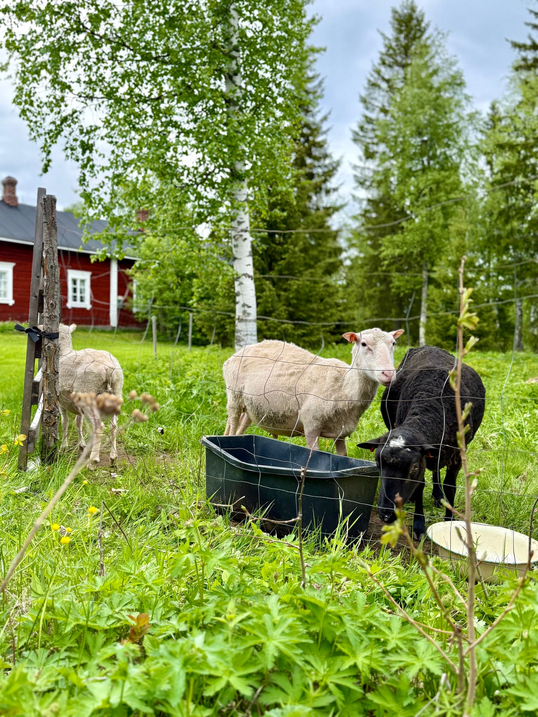 Yksi musta ja kaksi valkoista lammasta aitauksen juoma-astian vieressä.