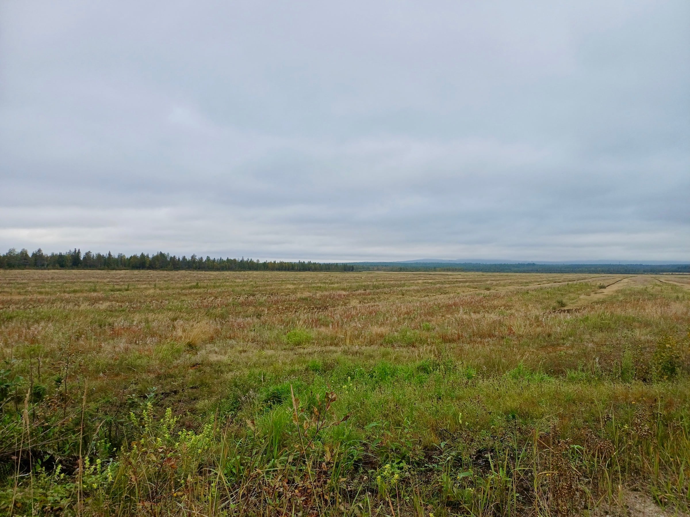 Hirviaavan entinen turvetuotantoalue heinittyneenä, kaukana taustalla metsää