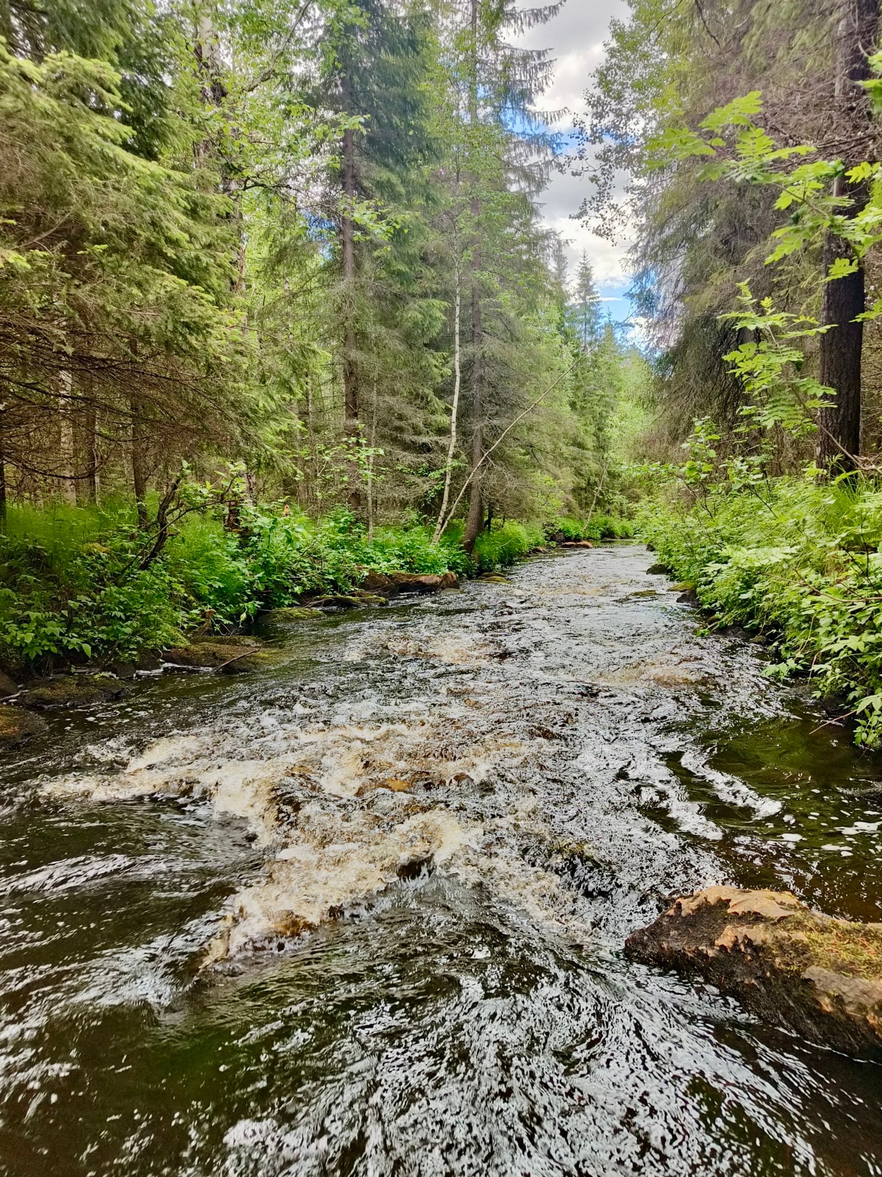 Kuohuva Pisajoki kuvattuna myötävirtaan